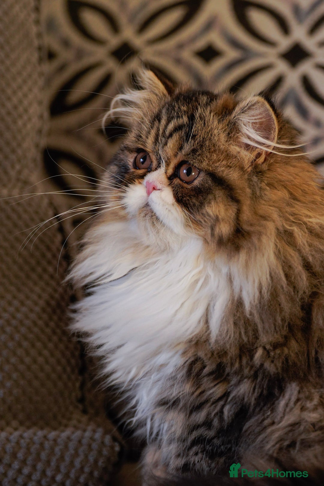 Exotic cats for sale:  1  long hair  Persian female left - Advert 1