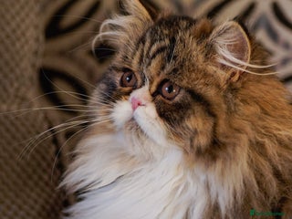 Exotic cats Exotic short hair boy and 2 long hair famales - Advert 1