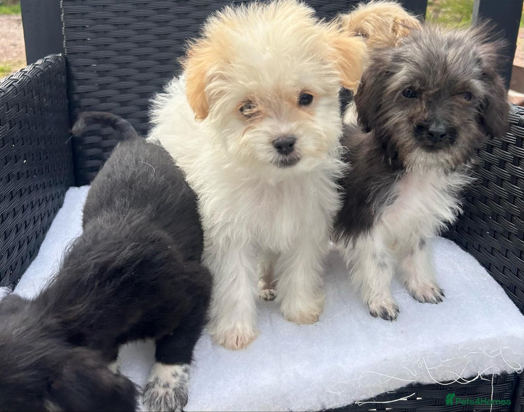 Mixed Breed dogs for sale: Jackapoo puppies - Image 5