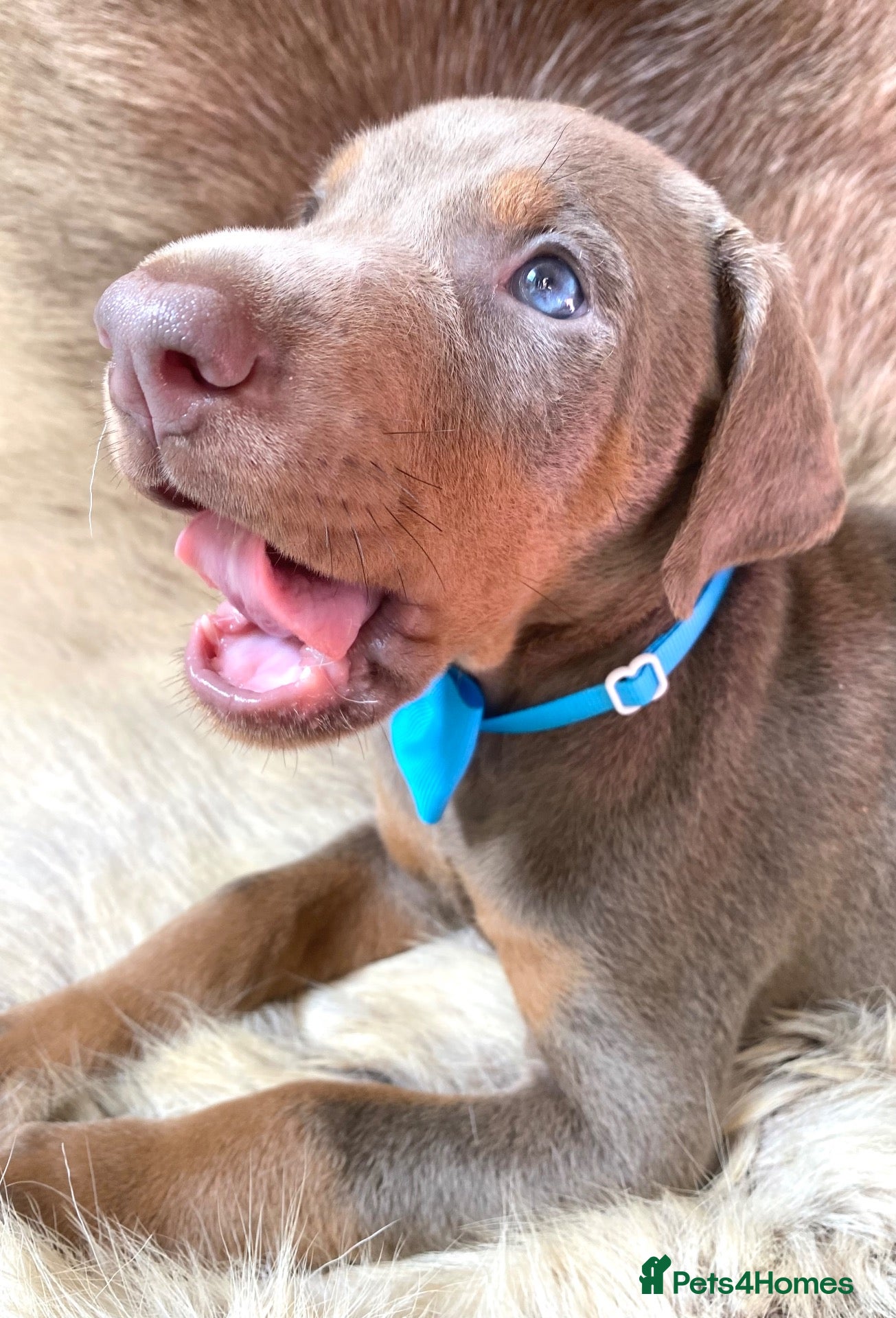 Dobermann dogs KC REGISTERED DOBERMAN PUPS - Advert 5