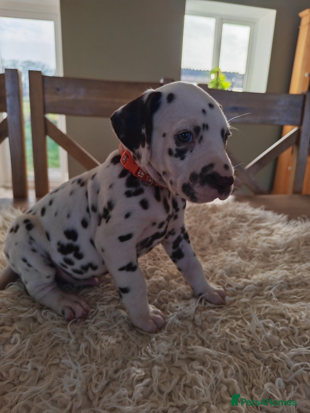 Dalmatian dogs for sale: Ready now - Champion Boys in the making!! - Advert 22
