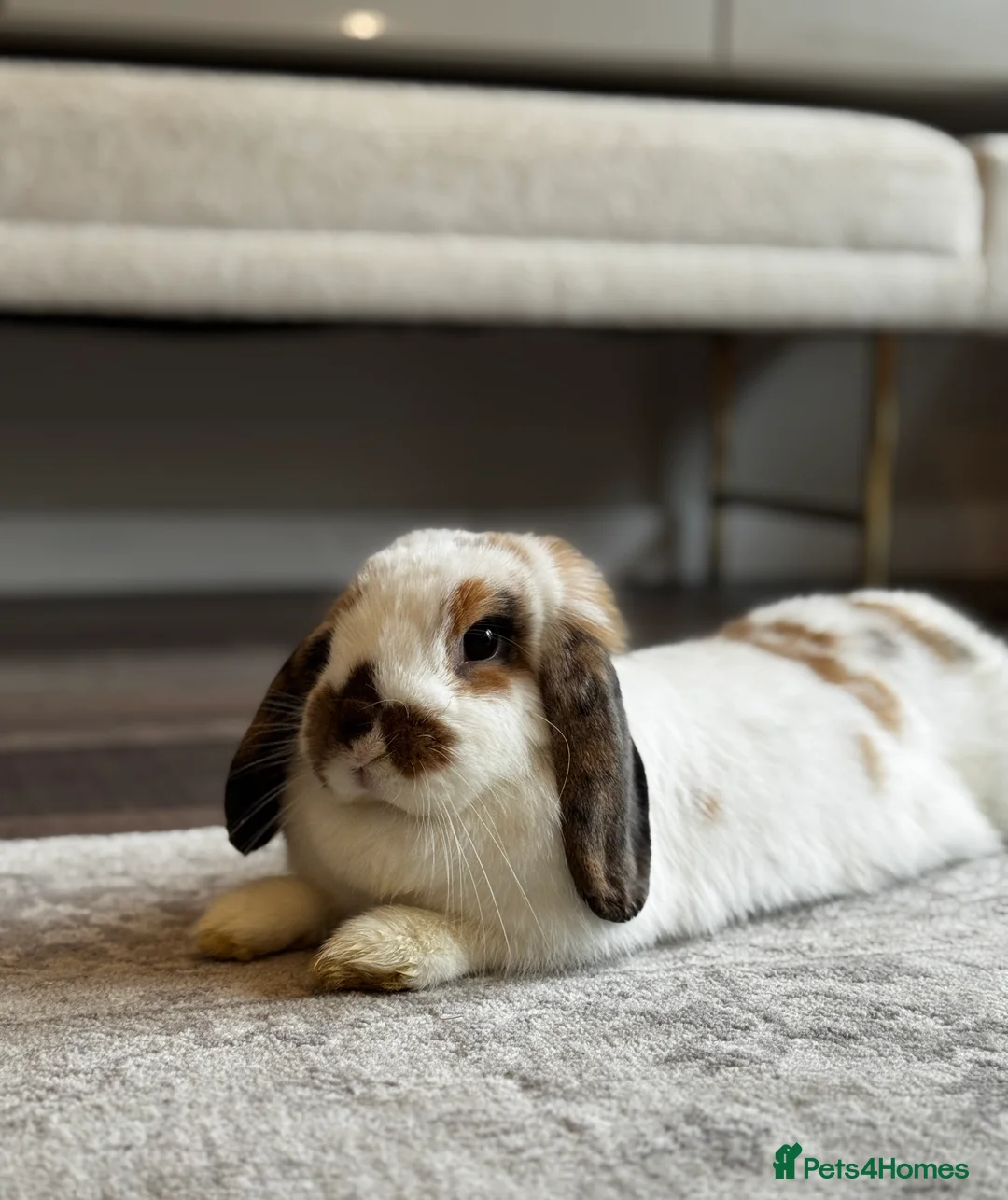 Mini Lop rabbits for sale: 🌾 Bonded Mini Lop Rabbit/Bunny Pair 🌾 - Advert 4