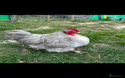 Chickens poultry for sale: Orpington cockerel  - Image 1
