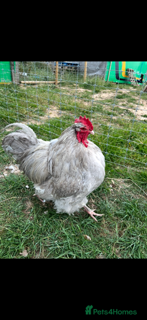 Chickens poultry - Advert 15