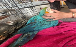 Macaws birds for sale: Hand reared blue & gold Macaw Chick - Image 30