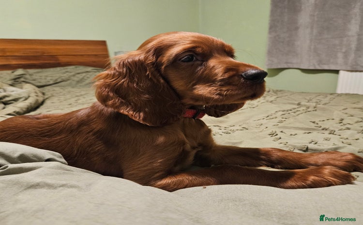 Irish Setter dogs - Advert 2