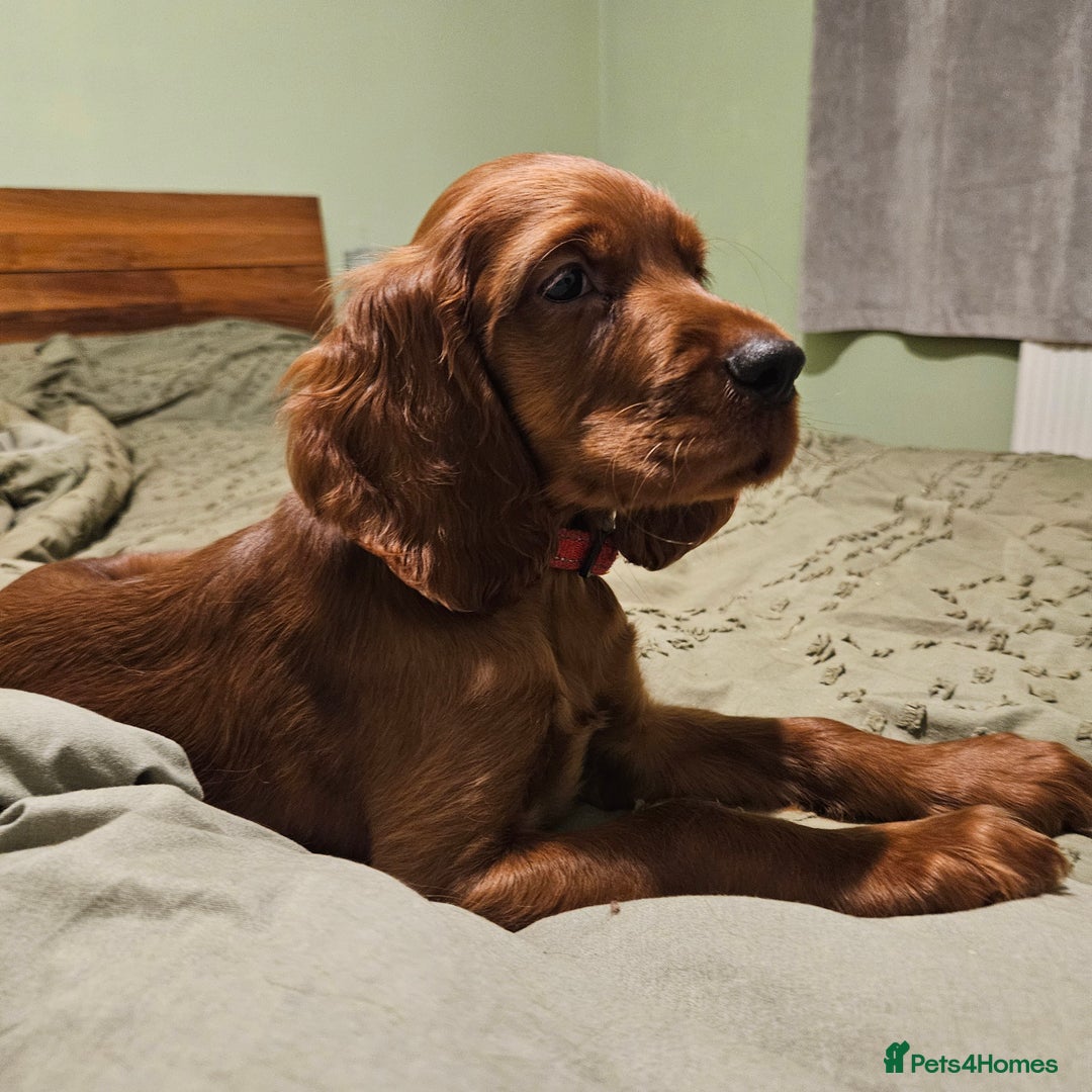 Irish Setter dogs for sale: Beautiful KC-Reg Irish Setter Girl – Ready Now - Image 1