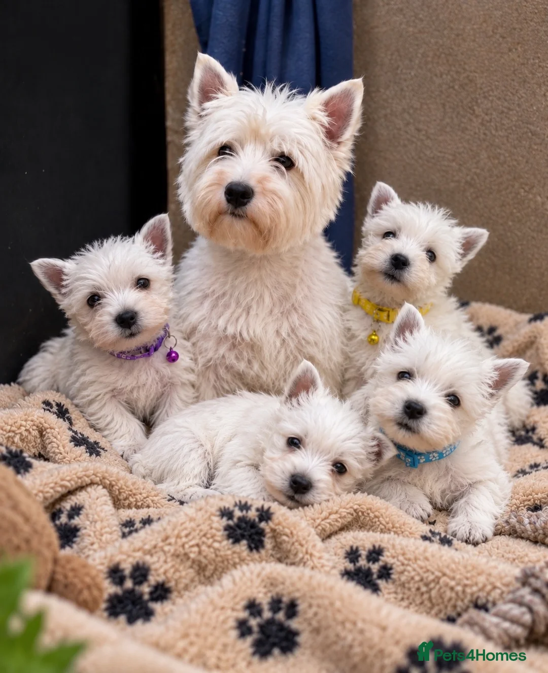 West Highland Terrier dogs for sale: Lovely KC Registered West Highland Terrier Puppies - Advert 2