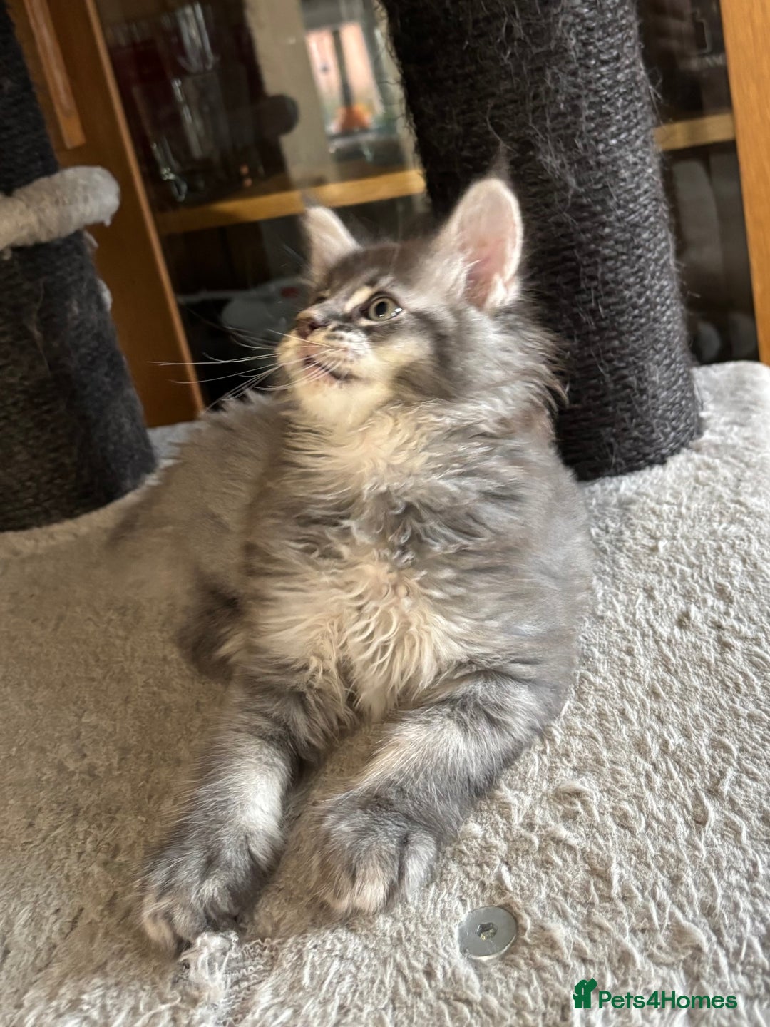 Maine Coon cats for sale: Maine Coon kittens polydactyl/non polydactyl  - Advert 3