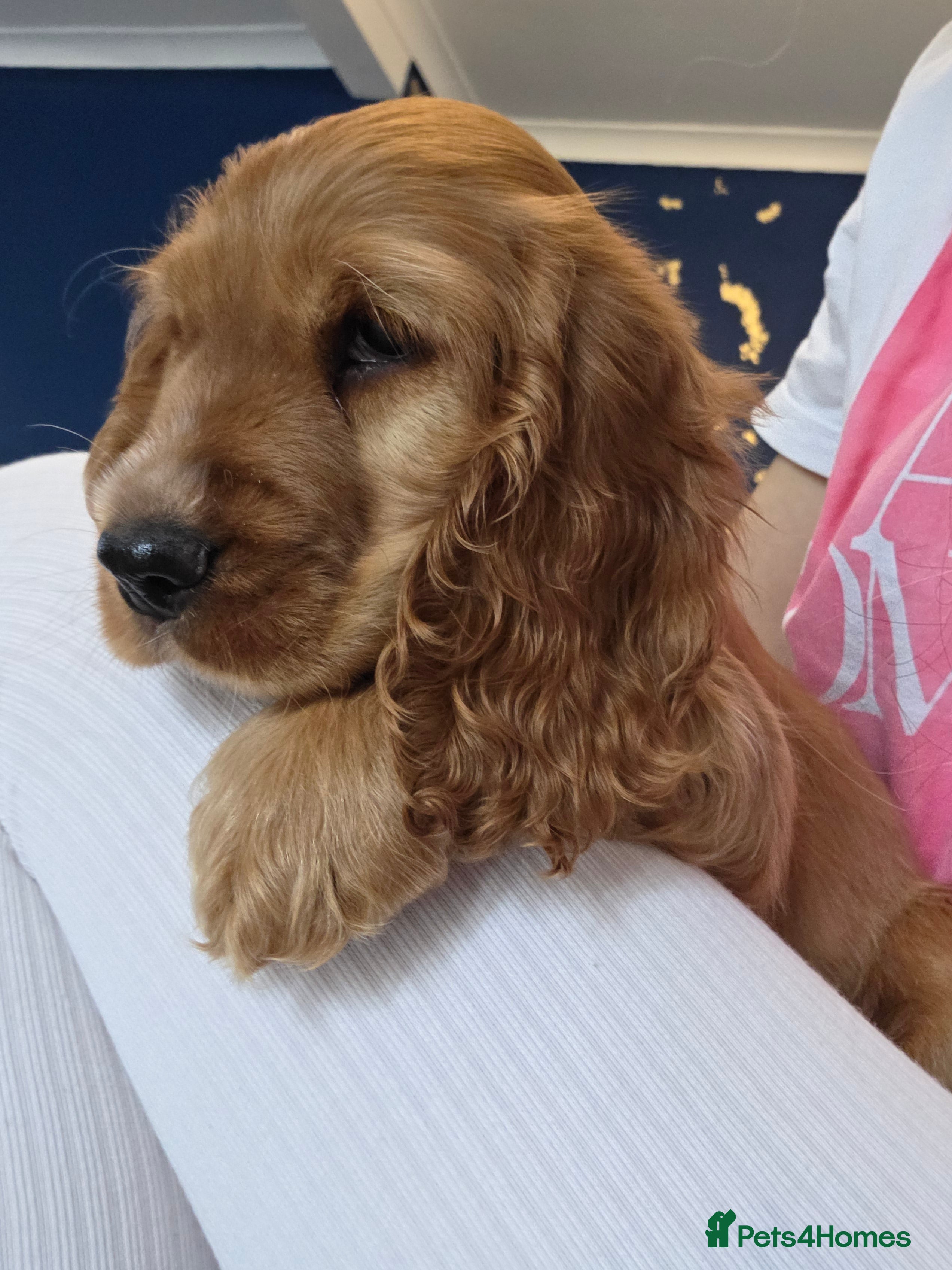 Cocker Spaniel dogs Cocker spaniel ready to go - Advert 7