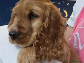 Cocker Spaniel dogs Cocker spaniel ready to go - Advert 2
