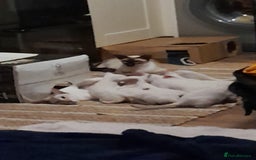 Siamese cats for sale: Buster - Image 4