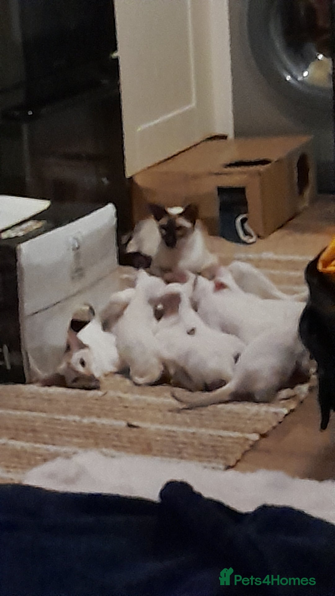 Siamese cats for sale: Buster - Image 4