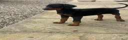 Dobermann dogs for sale: Doberman puppies in Ellon - Advert 5