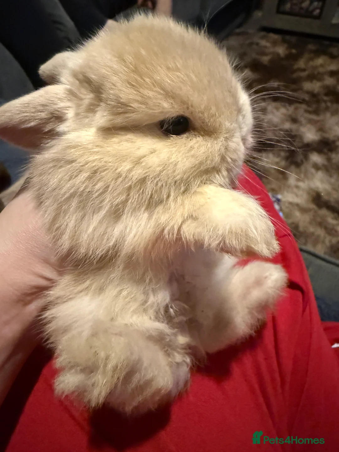 Mini Lop rabbits for sale: Gorgeous Mini Lops  - Advert 5