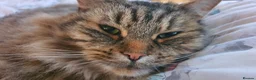 Mixed Breed cats for sale: Family of 5 Hairy Magical Mainecoon/Ragdoll Mix - Advert 8