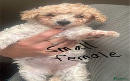Poochon dogs for sale: Poochon  - Image 3