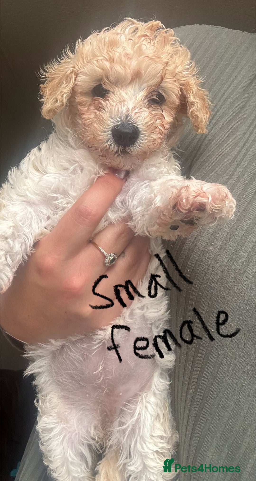 Poochon dogs for sale: Poochon  - Image 3