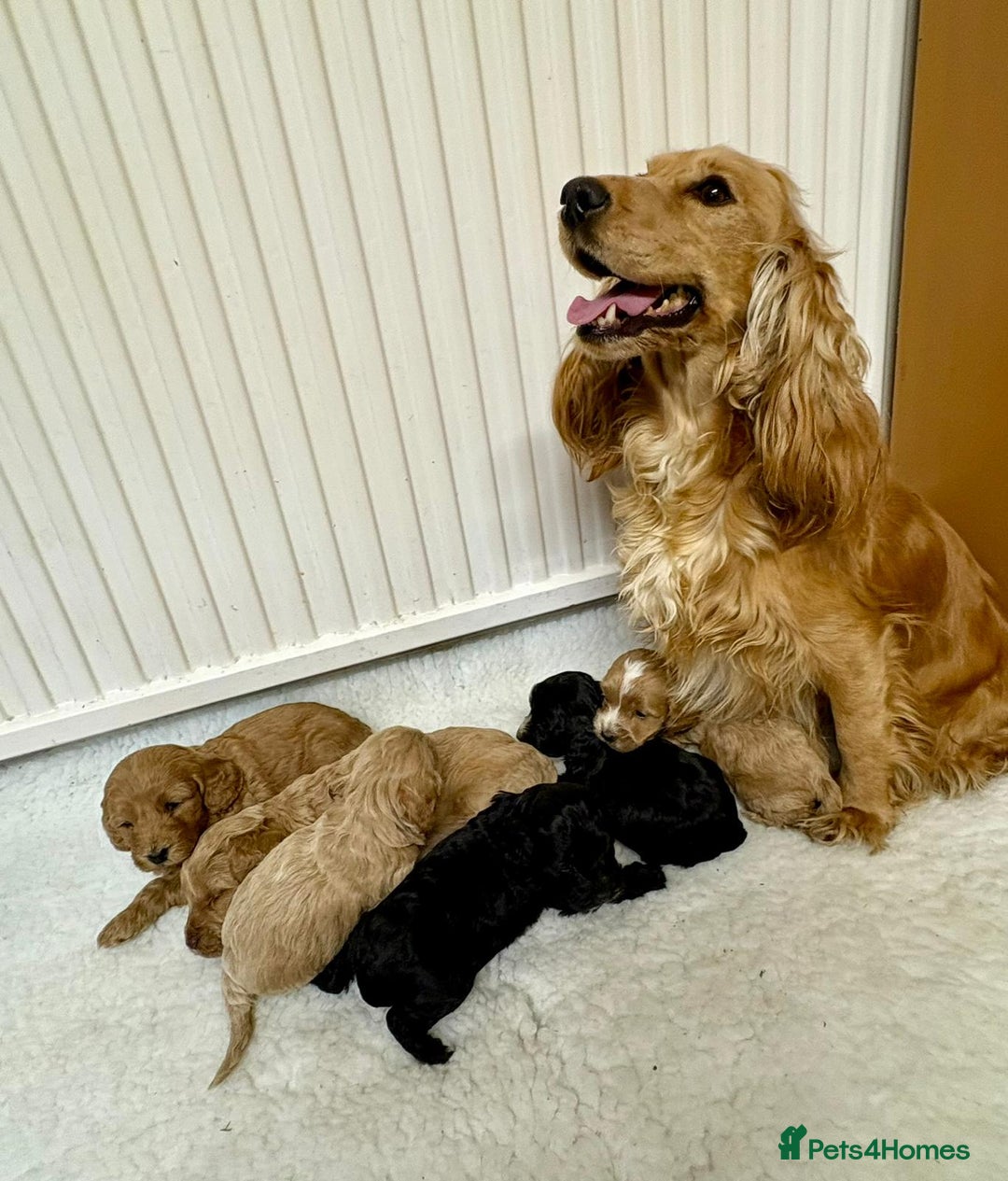 Cockapoo dogs for sale: Cockerpoos - Advert 7