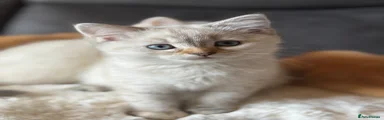 British Shorthair Kitten 5