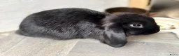 Mini Lop rabbits for sale: Mini lop bunnies ready now ❤️🐰 - Advert 12