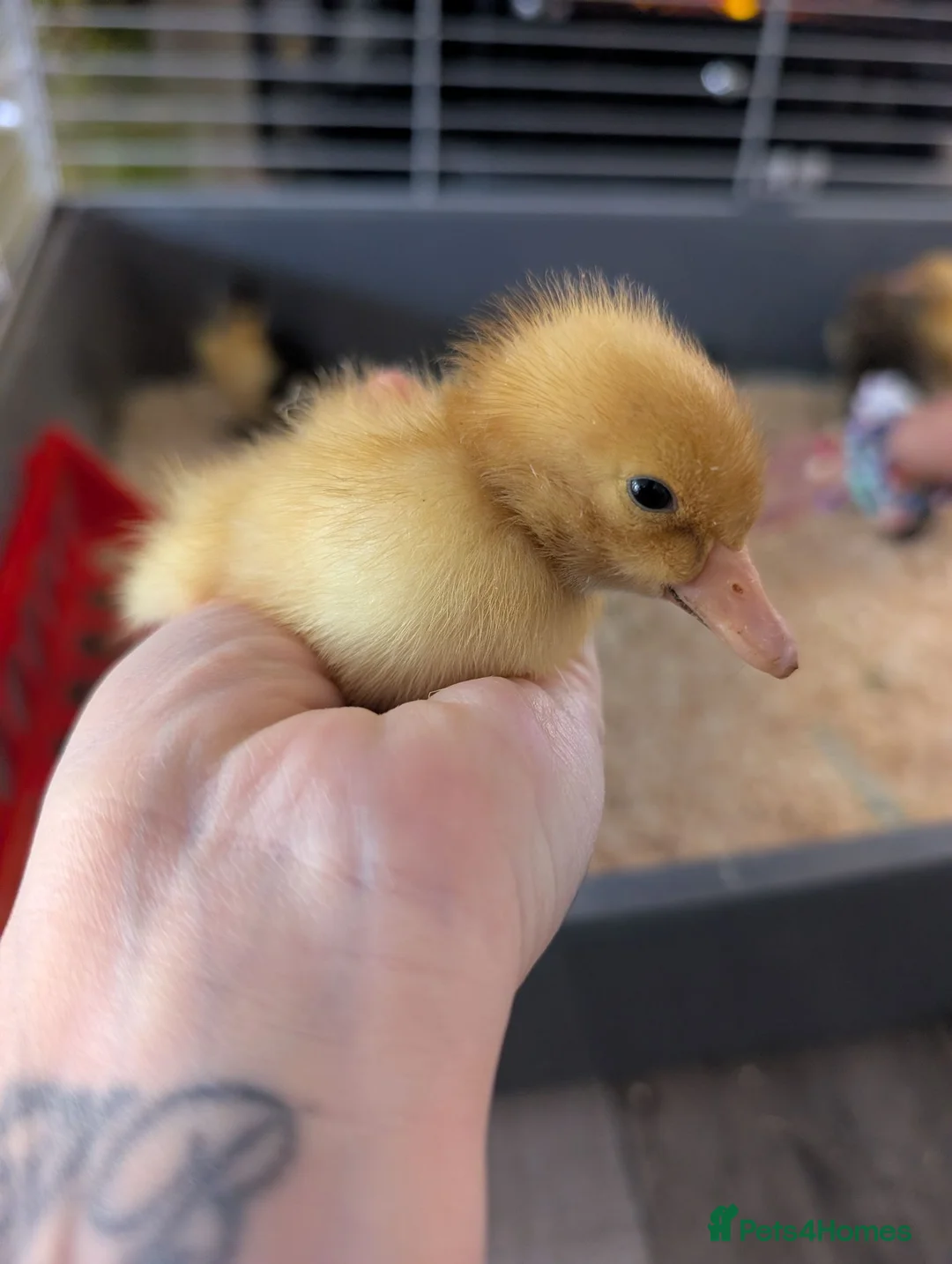 Ducks poultry for sale: Ducklings for sale  - Advert 2