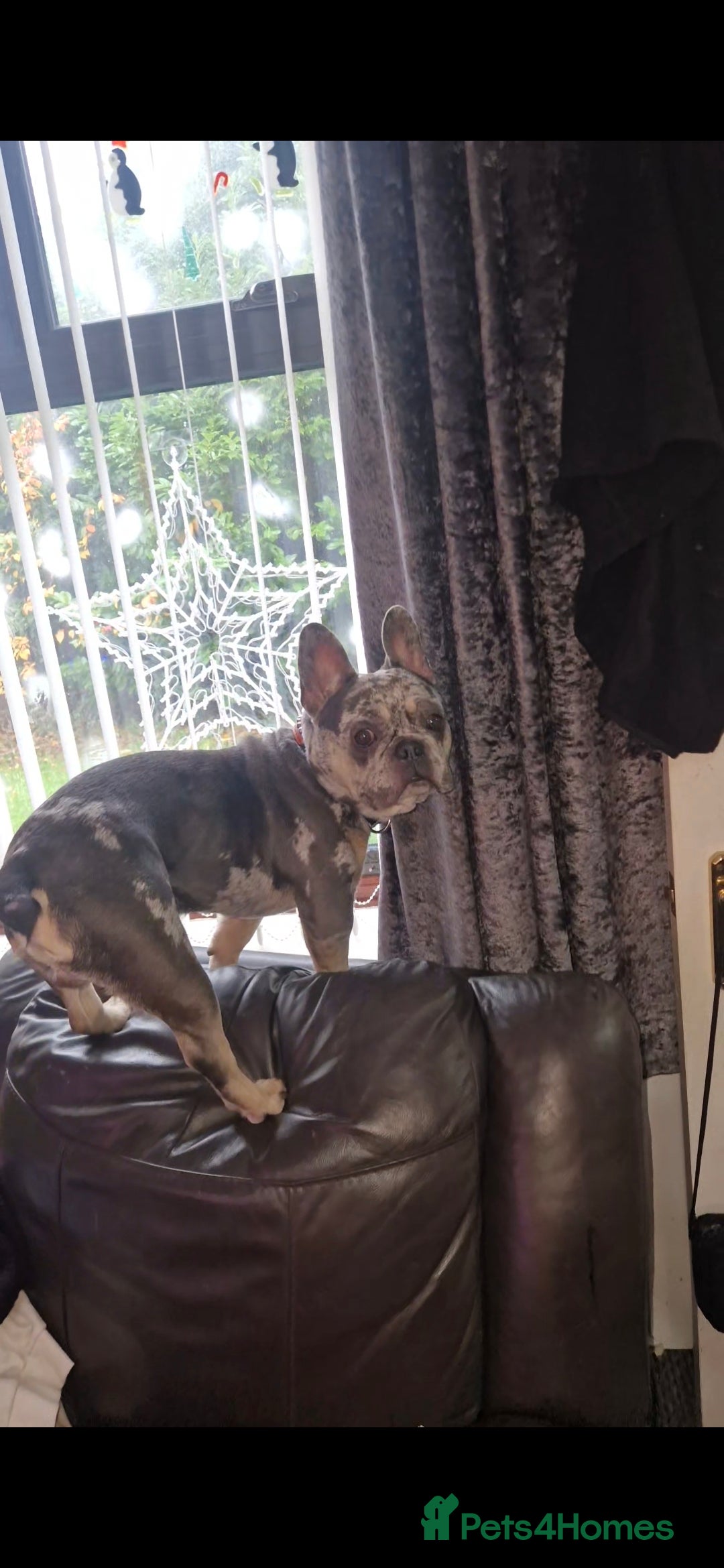 French Bulldog dogs for sale: French bulldog for sale - Advert 3