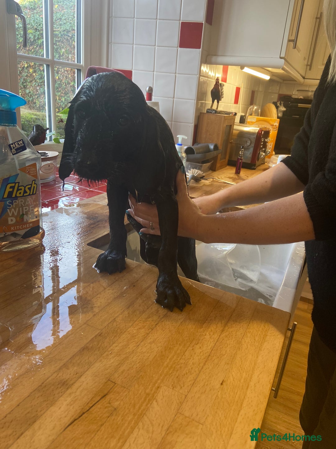 Aussiedoodle dogs for sale: Gorgeous Aussie Doodle Boy - Fully Vet Checked!  - Image 6