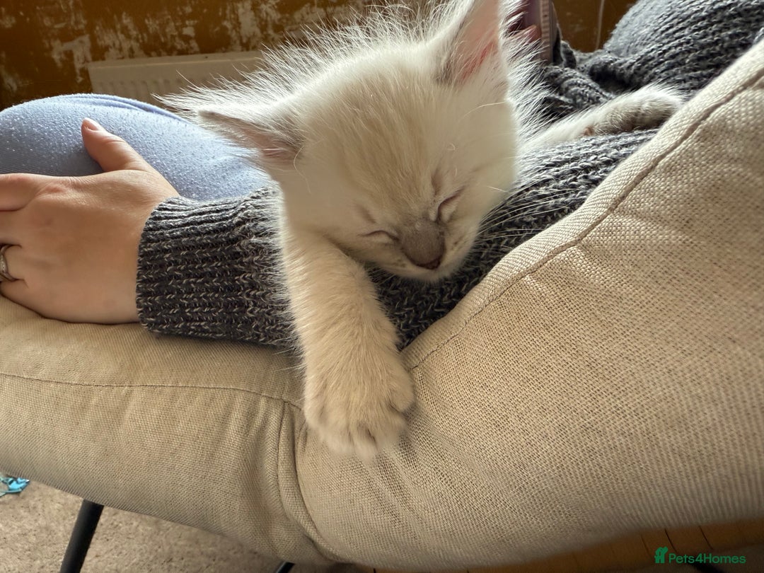 Ragdoll cats for sale: 6 Beautiful Ragdoll x Bengal kittens - Image 9
