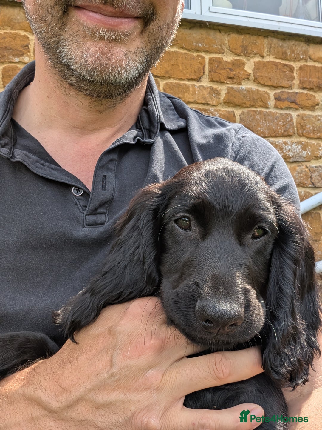 Sprocker dogs for sale: Black male Sprocker Spaniel -- 12 weeks  - Image 8