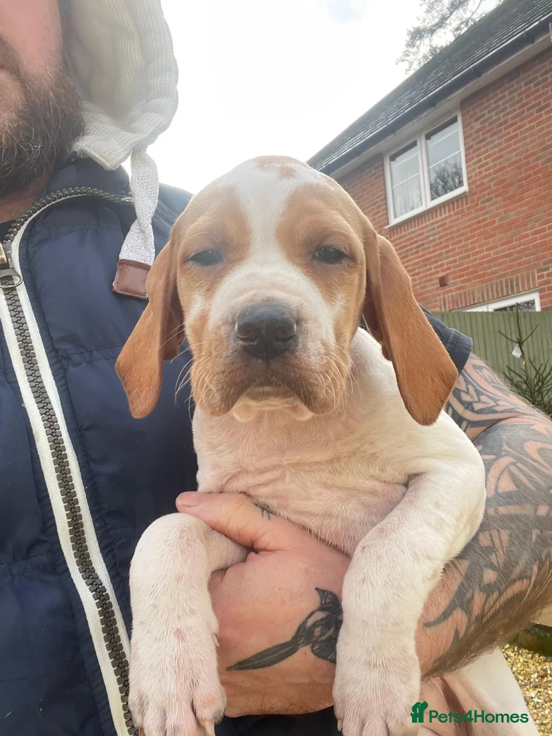 Pointer dogs for sale: English pointers - Advert 2