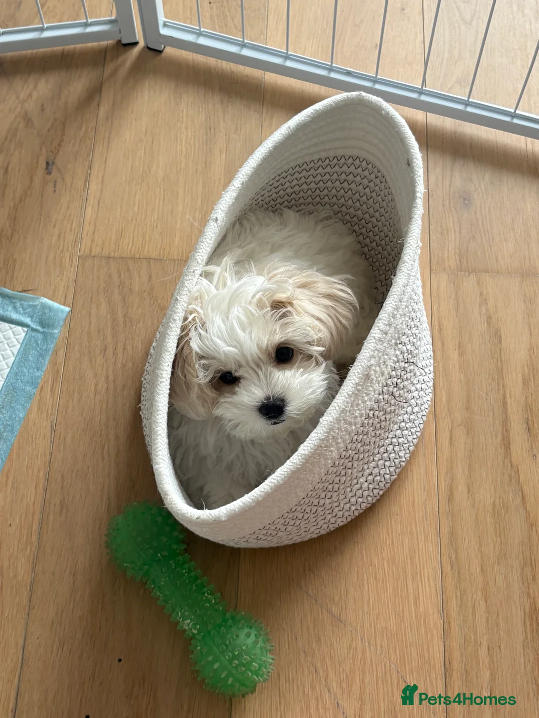 Maltipoo dogs for sale: Mochi – Looking for a Loving Forever Home 🤍 - Advert 5