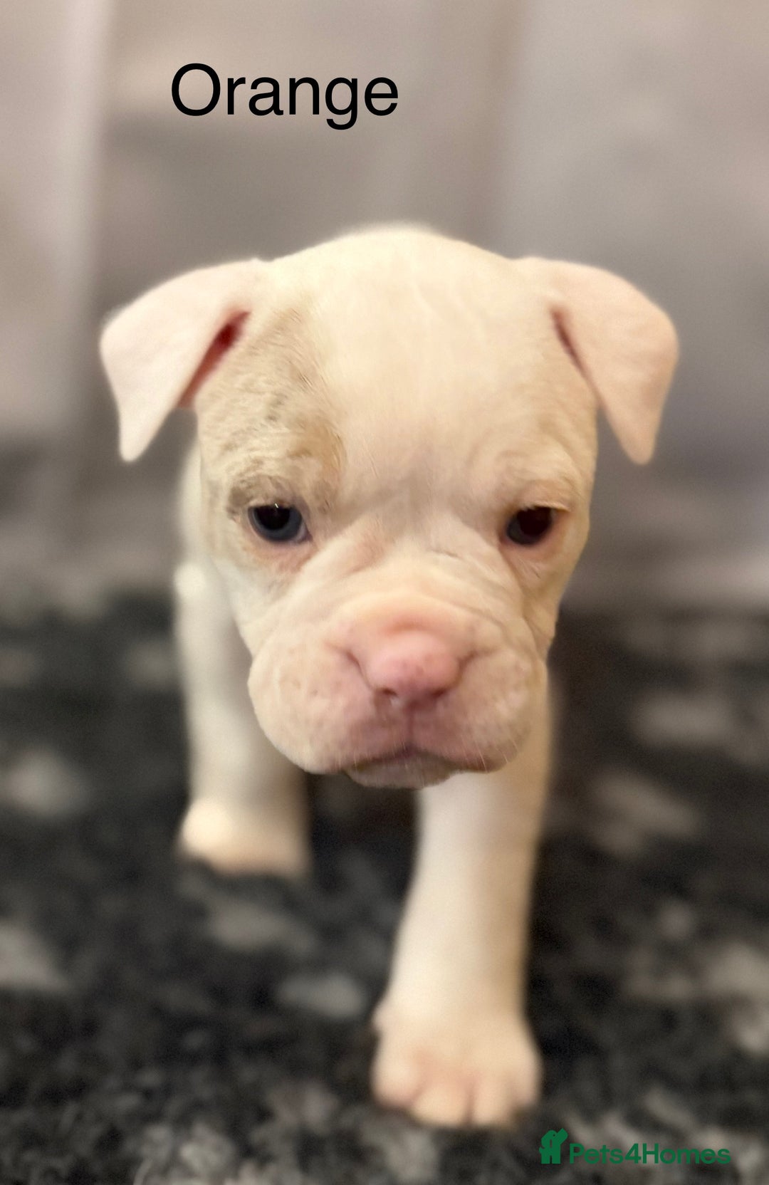 Olde English Bulldogge dogs for sale: 9 Olde English Bulldogge NEBBR registered puppies - Advert 18
