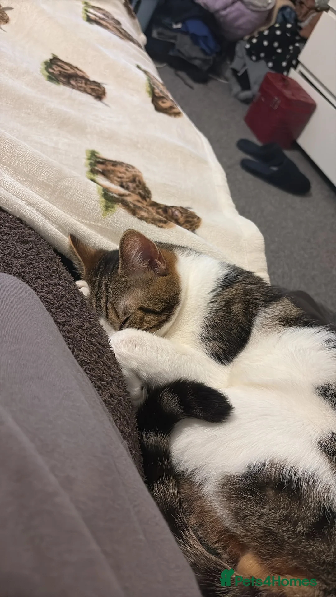 Mixed Breed cats for sale: Marty in Northallerton - Advert 3