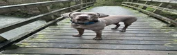 Weimaraner dogs for stud: Stunning, Healthy Stud - Advert 13