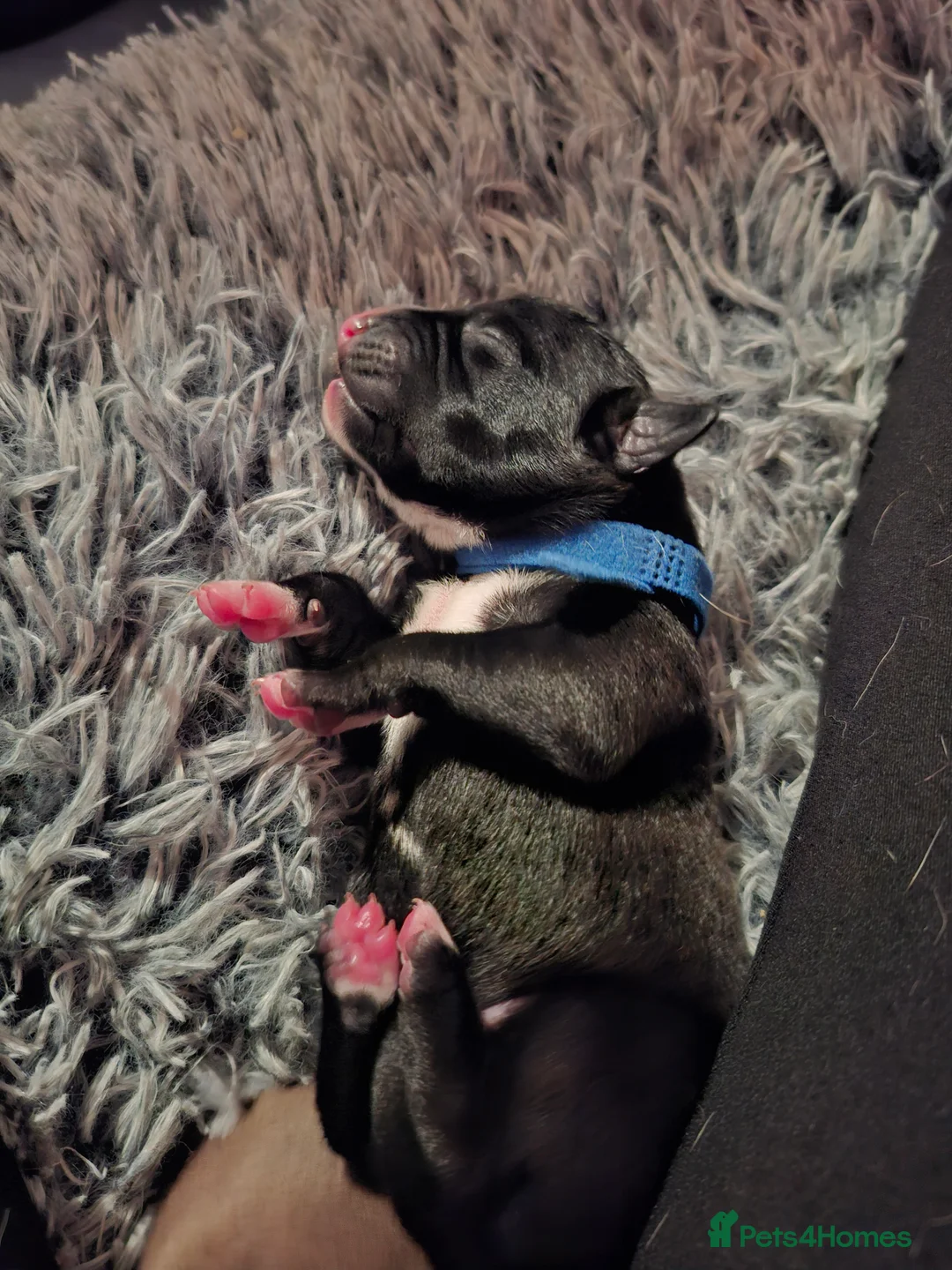 Mixed Breed dogs for sale: Gorgeous mixed breed puppies  - Advert 3