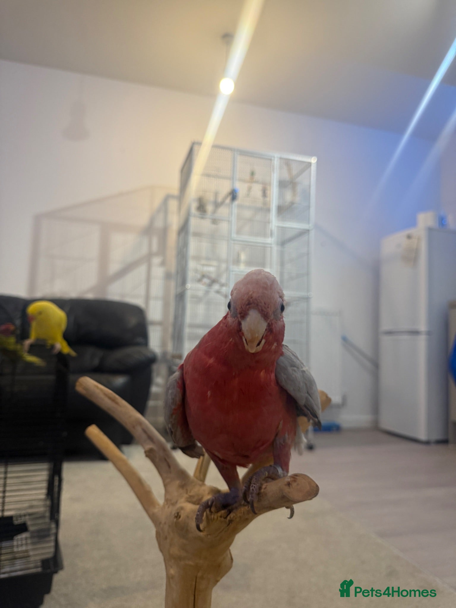Cockatoo birds Ghala Cockatoo talking friendly parrot  - Advert 2