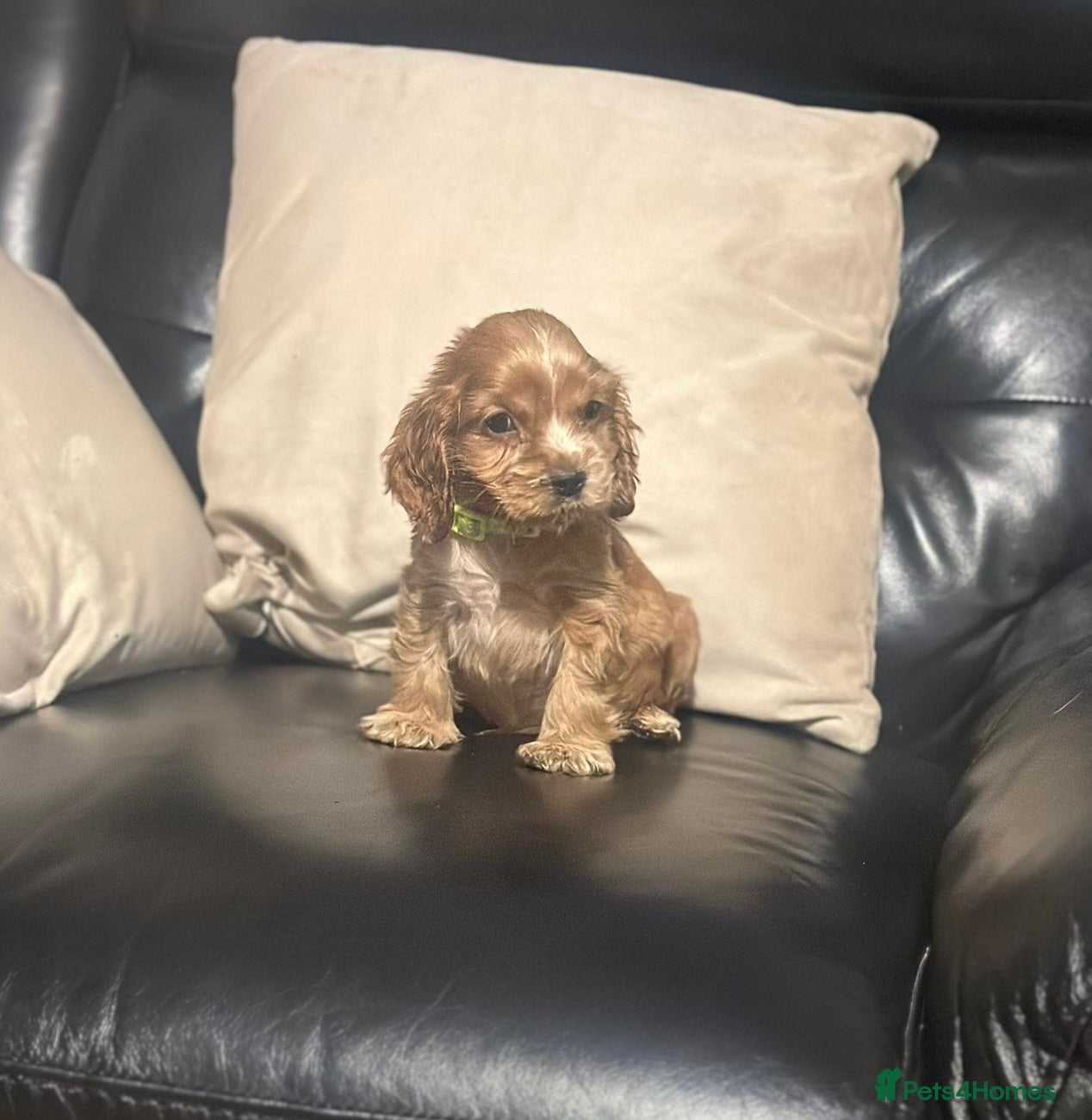 Cocker Spaniel dogs 🌟STUNNING SHOW COCKER SPANIEL BABIES🌟1 Boy left  - Advert 5