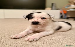 Border Collie dogs for sale: Litter of 5 border collies for sale - Image 9