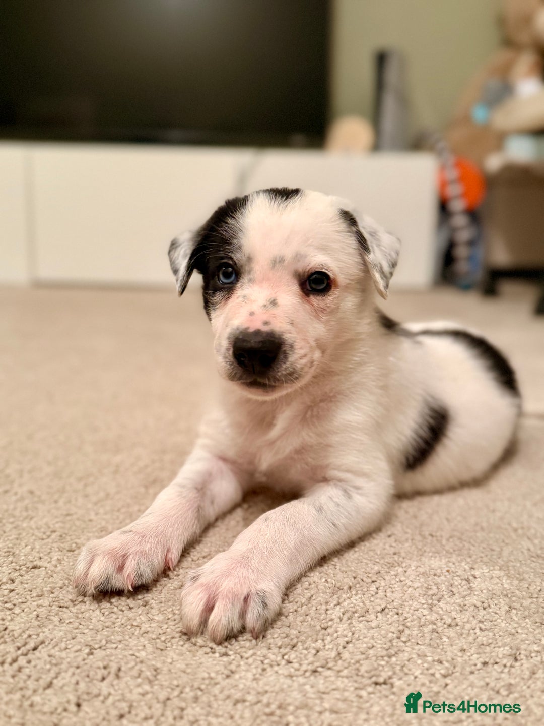 Border Collie dogs for sale: Litter of 5 border collies for sale - Image 9