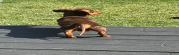 Miniature Dachshund dogs for stud: Miniature dachshund for stud  in Chelmsford - Advert 5