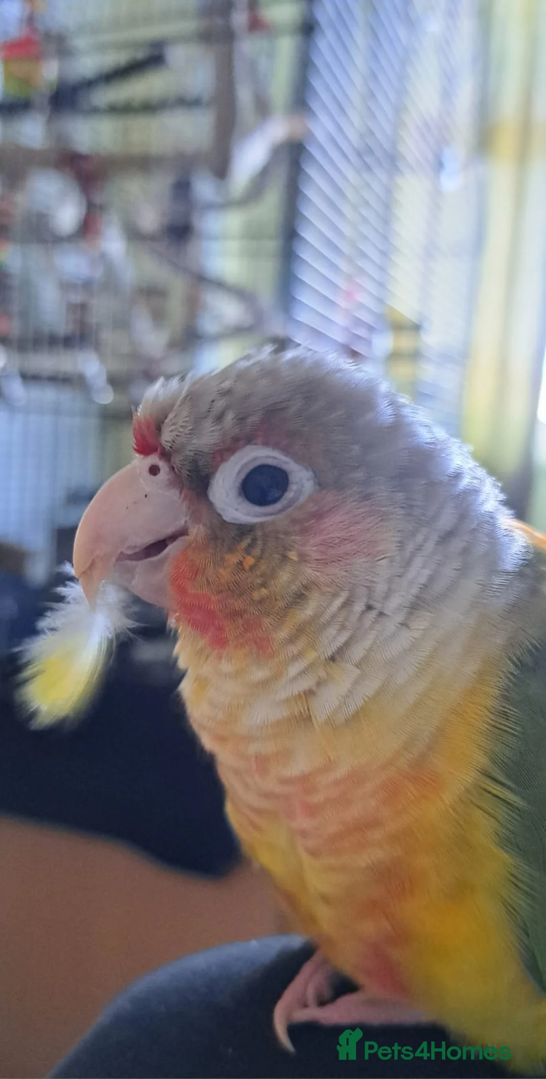 Conures birds for sale: Pineapple Green cheek conure baby  - Advert 6