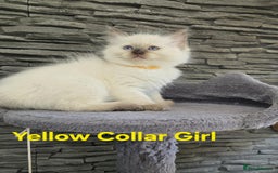 Ragdoll cats for sale: Beautiful ragdoll kittens - Image 36