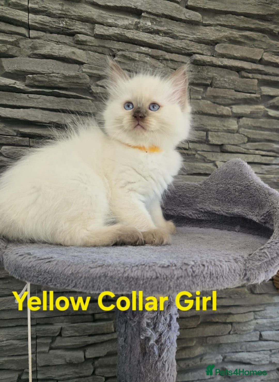 Ragdoll cats for sale: Beautiful ragdoll kittens - Image 36