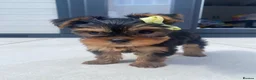 Yorkshire Terrier dogs for sale: 3 Beautiful Pure Breed Yorkshire Terrier puppies  - Advert 6