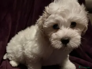 Mixed Breed dogs Maltipoo x Coton de Tulear Puppies – 3 Males - Advert 8