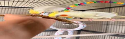 Cockatiels birds for sale: Loving cockatiels looking for a new home  - Advert 7