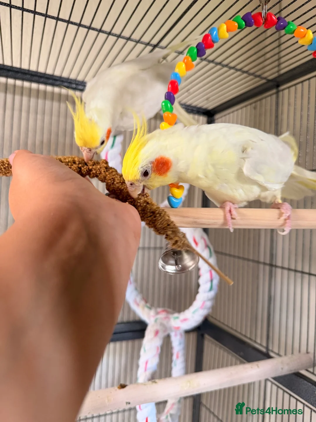 Cockatiels birds for sale: Loving cockatiels looking for a new home  - Advert 7