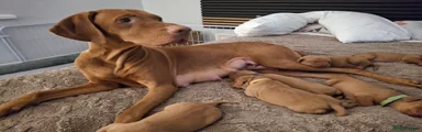 Hungarian Vizsla Puppy 4