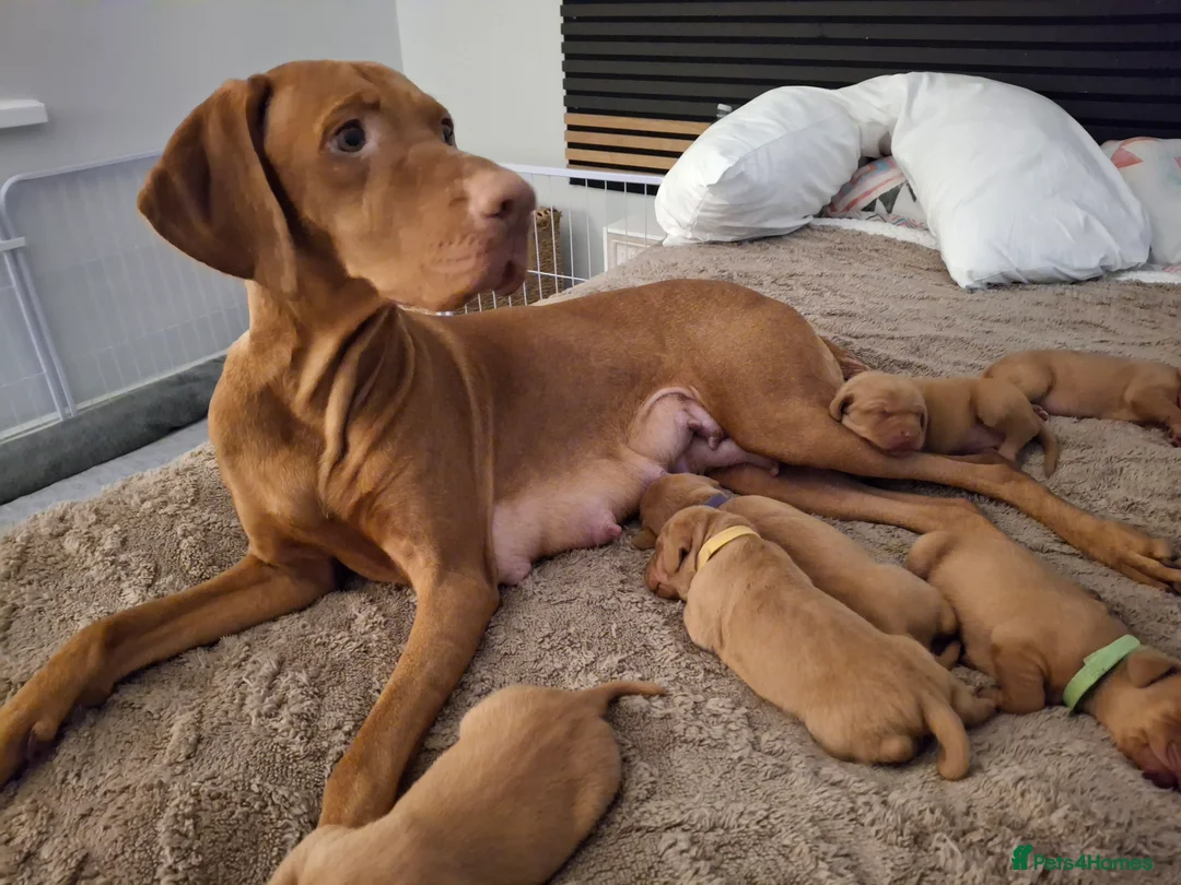 Hungarian Vizsla dogs for sale: Hungarian vizsla for sale  - Advert 6
